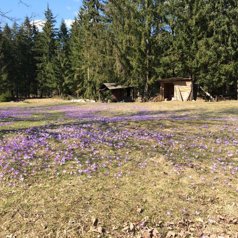 Agroturystyka Lesny Zakatek Stryszawa Exterior foto